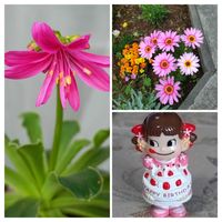 マックスマム,レウイシア,ベランダガーデン,癒し,ペコちゃん祭りの画像