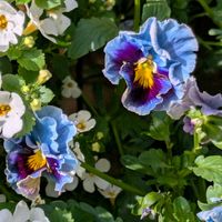 デージー,パンジー・ビオラ,癒しの植物,育てる楽しみ,青いお花の画像