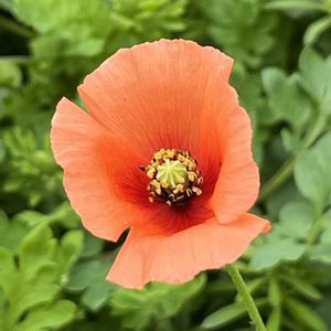 可愛い,癒される,かわいい雑草,美しい,お出かけ先の画像