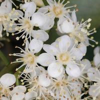 カナメモチの画像