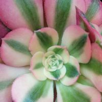 アエオニウム　ピンクウィッチ,アエオニウム　リバーストーン,アエオニウム,癒される〜〜♡,癒やされる♡の画像