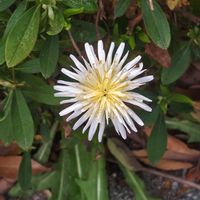 タンポポ,タンポポ,シロバナタンポポ,シロバナタンポポ,可愛いの画像