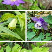 アマドコロ,ホウチャクソウ,ミヤコワスレ,ミヤマオダマキ,和庭の画像