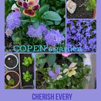 バジル,パンジー・ビオラ,山椒,セイヨウマツムシソウ,ハーブのある暮らしの画像