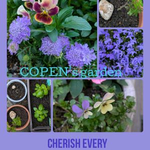 バジル,パンジー・ビオラ,山椒,セイヨウマツムシソウ,ハーブのある暮らしの画像