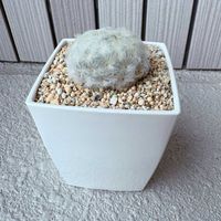 サボテン,白星,白星,マミラリア属の画像