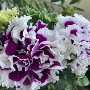 ペチュニア,八重ペチュニア,ペチュニア　黒之瀬戸,いい香り,ベランダガーデニングの画像