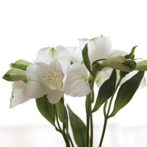 アルストロメリア,花のある暮らし,グリーン！グリーン！グリーン！,NO GREEN  NO LIFEの画像