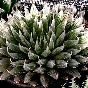 ブラックベルディアナ,ハオルチア属,多肉ちゃん,ボタニカルライフ,ベランダーの画像