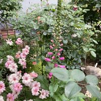 シレネ・スワンレイク,ラナンキュラス・ラックス アリアドネ,アリュウム,イーハトーブの香,ジキタリスの画像