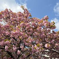 サクラ,妹背,お花見散歩,大阪造幣局桜の通り抜けの画像