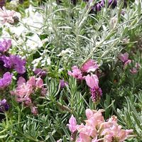 クレマチス,ラベンダー,花のある暮らし,上を向いて歩こう,育てる喜びの画像