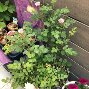 ミニバラの画像