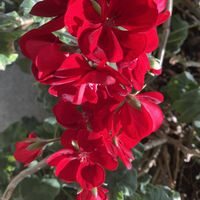 ゼラニウム,ゼラニウム,ヒグマ,癒し,真っ赤の画像