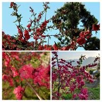 ハナモモ,はなもも,小さな幸せ,春本番,土曜日は お空の発表会の画像