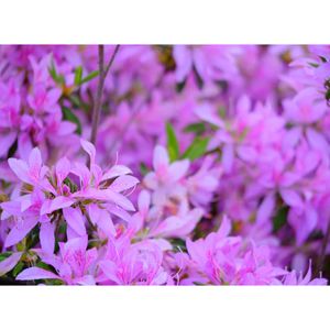 平戸ツツジ「花車」,広い庭の画像