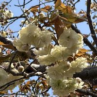 サクラ,園里黄桜,枝変わり,お花見散歩,大阪造幣局桜の通り抜けの画像