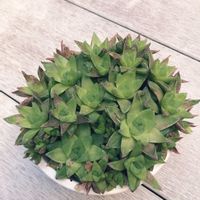 ハオルチアの画像