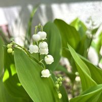 スズラン,ディモルフォセカ,白モッコウバラ,クレアオースチン,桜でまり・ピンクアイスの画像