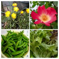 小さな庭,畑の画像