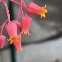 クレマチス,プリドニス,エケベリア プリドニス,エケベリア属 プリドニス,クレマチス　穂高の画像