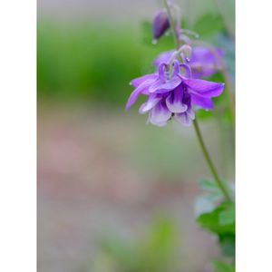 オダマキ,広い庭の画像