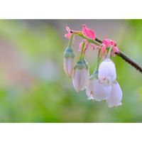 ブルーベリー,広い庭の画像