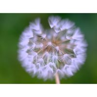 タンポポ,広い庭の画像