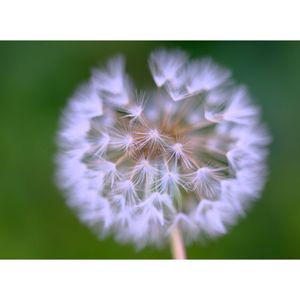 タンポポ,広い庭の画像