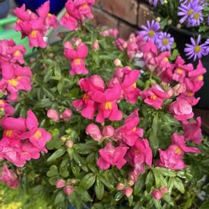 キンギョソウ,キンギョソウ,金魚草,初心者,可愛いの画像