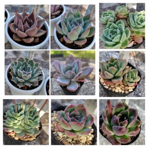 玉扇錦,コラリナ,アストロフィツム兜丸,トップアンドスター,ルナティックの画像