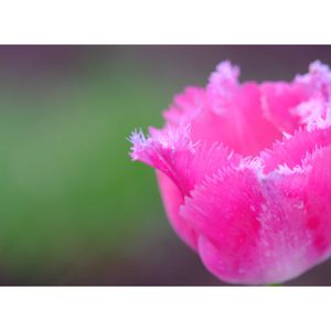 チューリップ,広い庭の画像