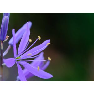 カマシア,広い庭の画像