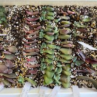 葉挿しトレー,エケベリア初心者,エケベリア葉挿し,庭のエケベリア,庭の画像