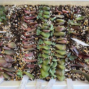 葉挿しトレー,エケベリア初心者,エケベリア葉挿し,庭のエケベリア,庭の画像