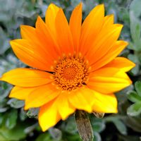 ガザニアの画像