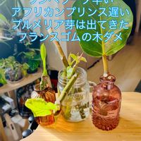 プルメリア,フィカス　ウンベラータ,フィカス,フィカス アフリカンプリンス,ワイルドの画像