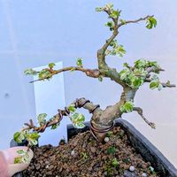 斑入りニレケヤキ,盆栽,ミニ盆栽,盆栽苗木,まめ盆栽の画像