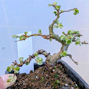 斑入りニレケヤキ,盆栽,ミニ盆栽,盆栽苗木,まめ盆栽の画像
