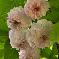 サクラ,兼六園菊桜,感謝,花のある暮らし,母への画像