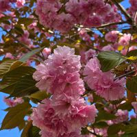 サクラ,楊貴妃 桜,突羽根,感謝,花のある暮らしの画像
