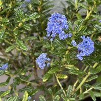 セアノサスの画像