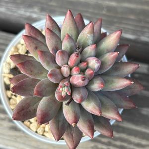 多肉植物,エケベリア属,成長,記録,置き場所問題の画像