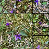 スミレ,しあわせ　スミレ計画❣️の画像