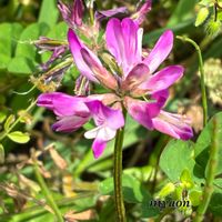 レンゲソウ,ピンギキュラ,デンドロビウム ロディゲシー,Den.loddigesii,蘭、らん、ランの画像