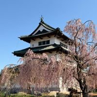サクラ,八重桜,枝垂れ桜,花筏（はないかだ）,河鵜（カワウ）の画像