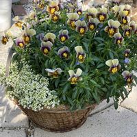 ビオラ,花のある暮らし,GSのみなさんに感謝♡,ありがとう♡,ビオラ フロステッド チョコレートの画像