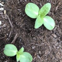 ひまわり,種から育てる！,家庭園芸,玄関アプローチの画像