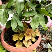 クリスマスローズ,シャクヤク,コルジリネ レッドスター,ヒューケレラ タペストリー,ヒューケラ クリームブリュレの画像