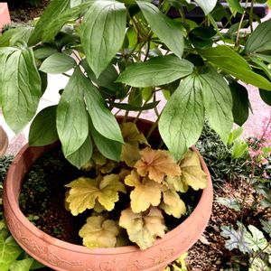 クリスマスローズ,シャクヤク,コルジリネ レッドスター,ヒューケレラ タペストリー,ヒューケラ クリームブリュレの画像